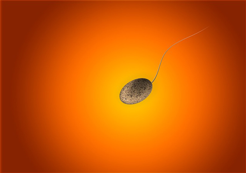 CONTINUED RESEARCH INTO SPERM SWAP